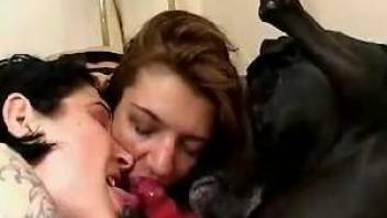 Double blowjob for a throbbing canine cock right here