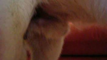 A canine with a crimson penis receives a pleasurable manual stimulation from a fetishistic animal enthusiast.