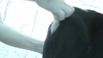Detailed view of a man probing his canine's rear hole