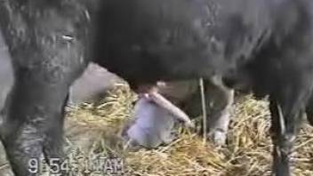 Thirsty farmer jerking a big animal's big boner
