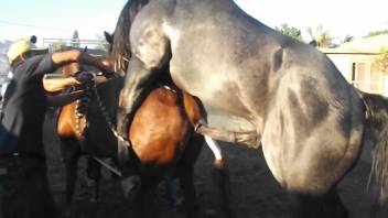 Pair of stallions indulge in a steamy encounter outside