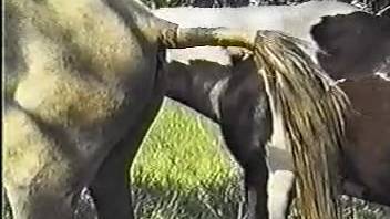 Exterior clips of equines screwing in perverse animal park sequences