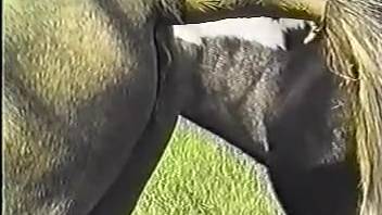 Alluring mares indulging in astonishing zoophilia encounters