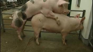 Pair of sluts relishing ultra-dirty intercourse captured on video