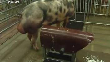 Two pigs enjoying extremely filthy sex on camera