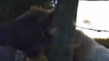 Zoo voyeur video featuring a good-looking stallion