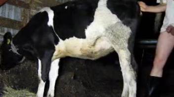 Guy screws cow in her vagina and rear end until he ejaculates