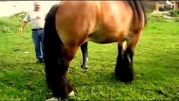 Guy records a pair of horses screwing and it gets him aroused