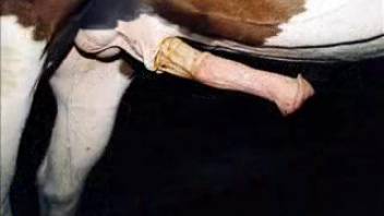 Collection of horse dick adult videos just for you