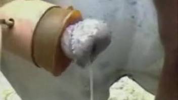 Collection of the steamiest horse penis clips