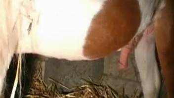 Mom in stockings screwing a well-endowed stallion in the stable