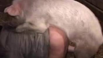 Man stands on all four and delights with rough sex with his pig