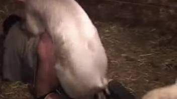 Aroused pig thrusting into this guy's anus in a stable