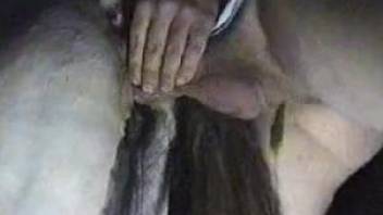 Horny man deep fucks the horse and cums in it