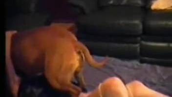 Knee-high socks babe ravaged by a hot chocolate canine
