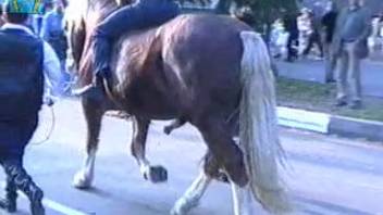 Novice definitely desires that stallion's massive dick