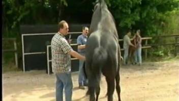 Aroused horses are ready to indulge in an intense fucking session