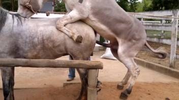 Aroused beasts indulging in intense intercourse outdoors