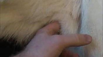 Mischievous guy stroking his canine's handsome erection