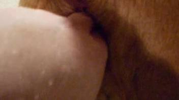 Amateur scenes of oral porn with animals for a horny dude