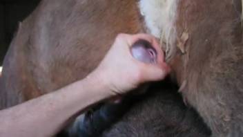 Furry bestiality video featuring two horses mating