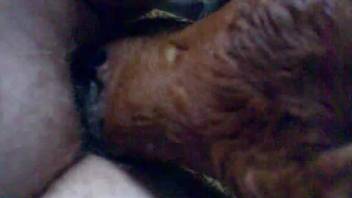Aroused man engages with the young calf in erotic encounters.