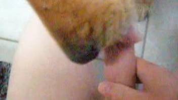 Dude gets a juicy POV blowjob from an eager pooch