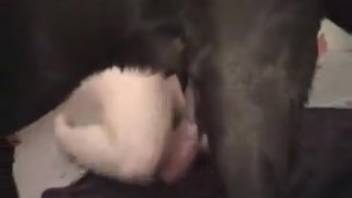 Veiled vixen slurping on a canine's pulsing shaft