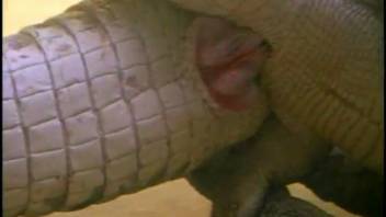 Pair of lustful lizard monsters screwing in the depths