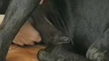 Collection of intense intercourse with well-endowed canines