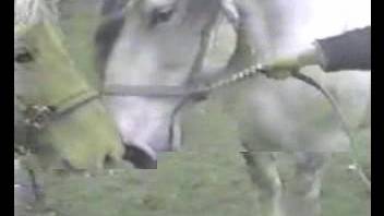 Aggressive equine breeding with an aroused beast, as the zoo aficionado observes.