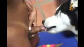 Latina tranny getting her asshole fucked by a dog