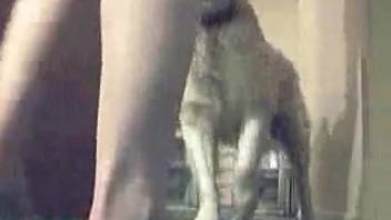 Adolescent female in a mini-skirt entices her canine to sexually assault her