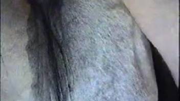 Bare man thinks it's thrilling to bang the horse from behind