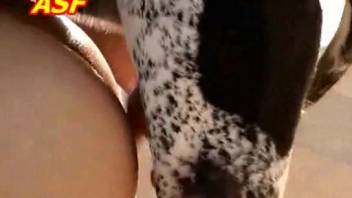 Detailed view of intense anal penetration by a well-hung canine