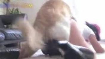 Labrador fucks mature woman in the pussy and ass