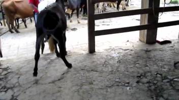 Beast-on-beast screwing featuring a well-endowed horse