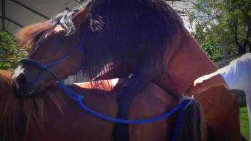 Stallions breeding ignite the desires of the eager zoophilia enthusiast