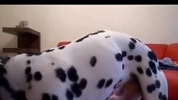 Teen slavegirl jerking her Dalmatian's big dick
