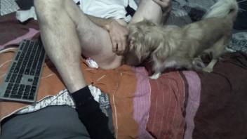 Mature guy gets a nice blowjob from his small dog