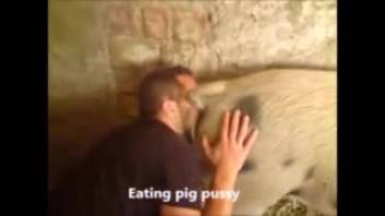 Guy enthusiastically licking a sow's vagina on camera