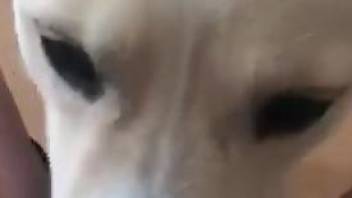 White dog eagerly eating pussy in a POV video