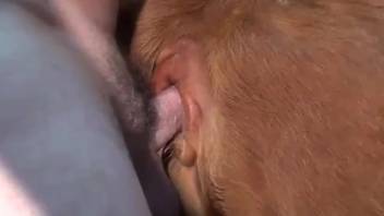 Guy ejaculates inside a cow's vagina in a steamy adult film