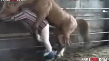 Large chestnut stallion rams a guy roughly from the rear