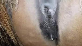 Dude creampies a horse pussy before showing it off