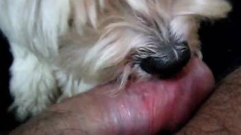 Cute dog licking the owner's sweaty cock on camera