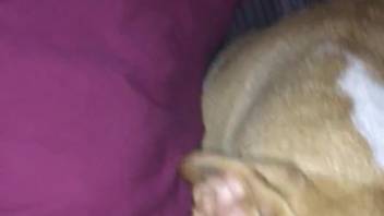Man plans to pound this dog's throat extremely hard