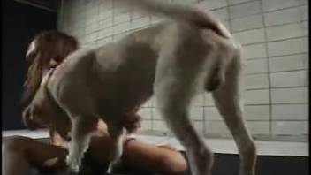 Japanese hottie with a bushy vagina pounding a massive-cocked white dog