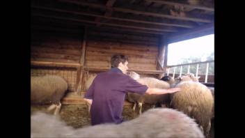 Sheep fucker discovers an ideal victim in the stable