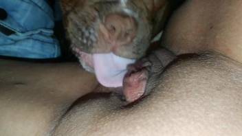 POV cunnilingus video with a very eager young dog